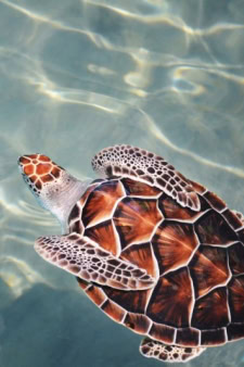 Sao Tome and Principe Africa Travel