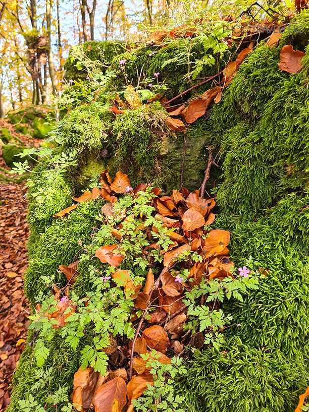 Wandern im Nürnberger Land