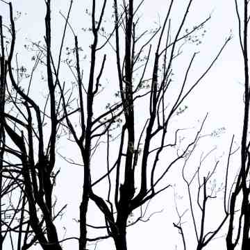 Branches