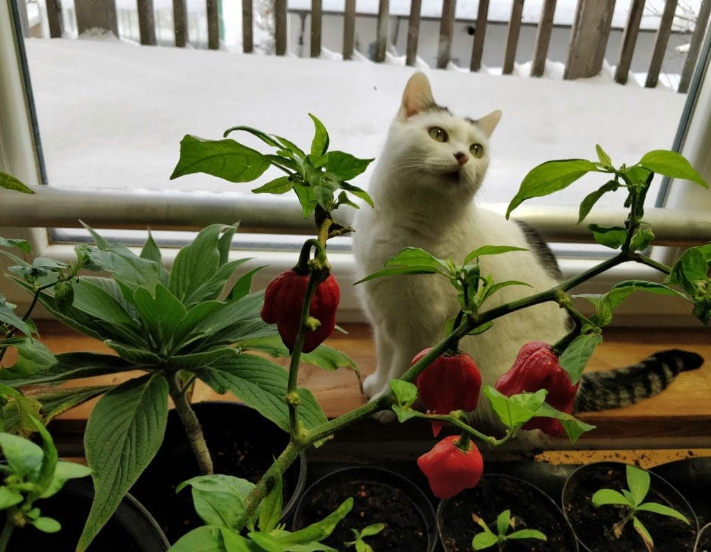 Chili überwintern kühl und hell