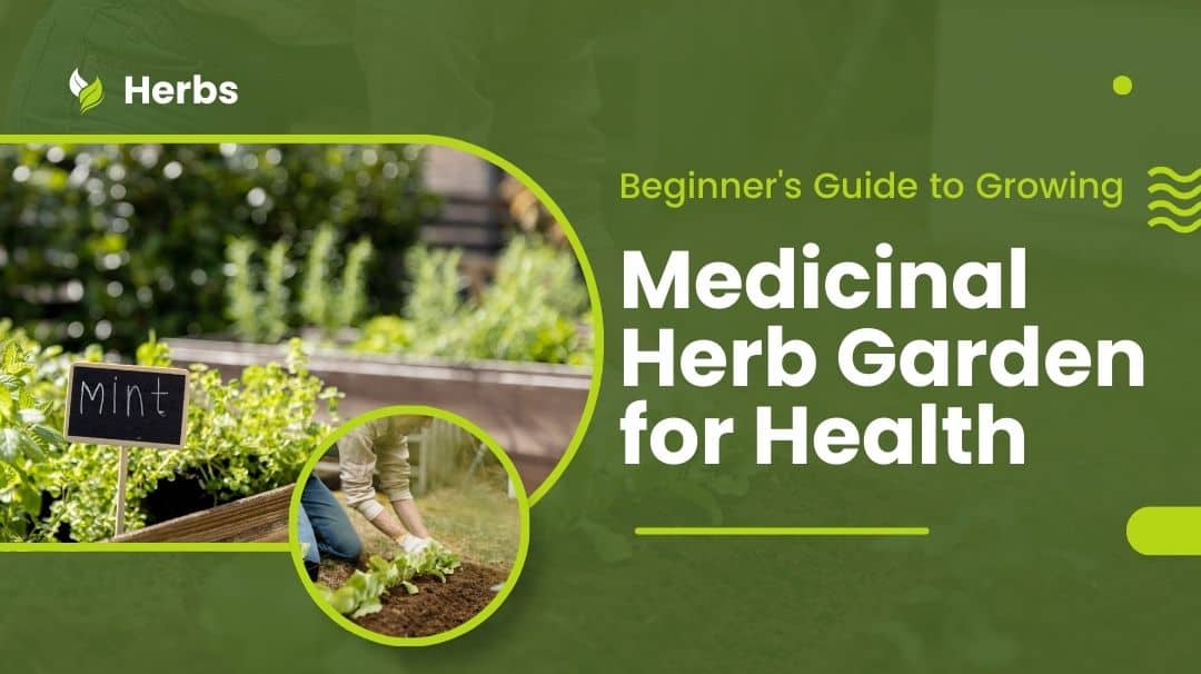 Medicinal Herb Garden For Health: Beginner's Guide To Growing | Spavelous