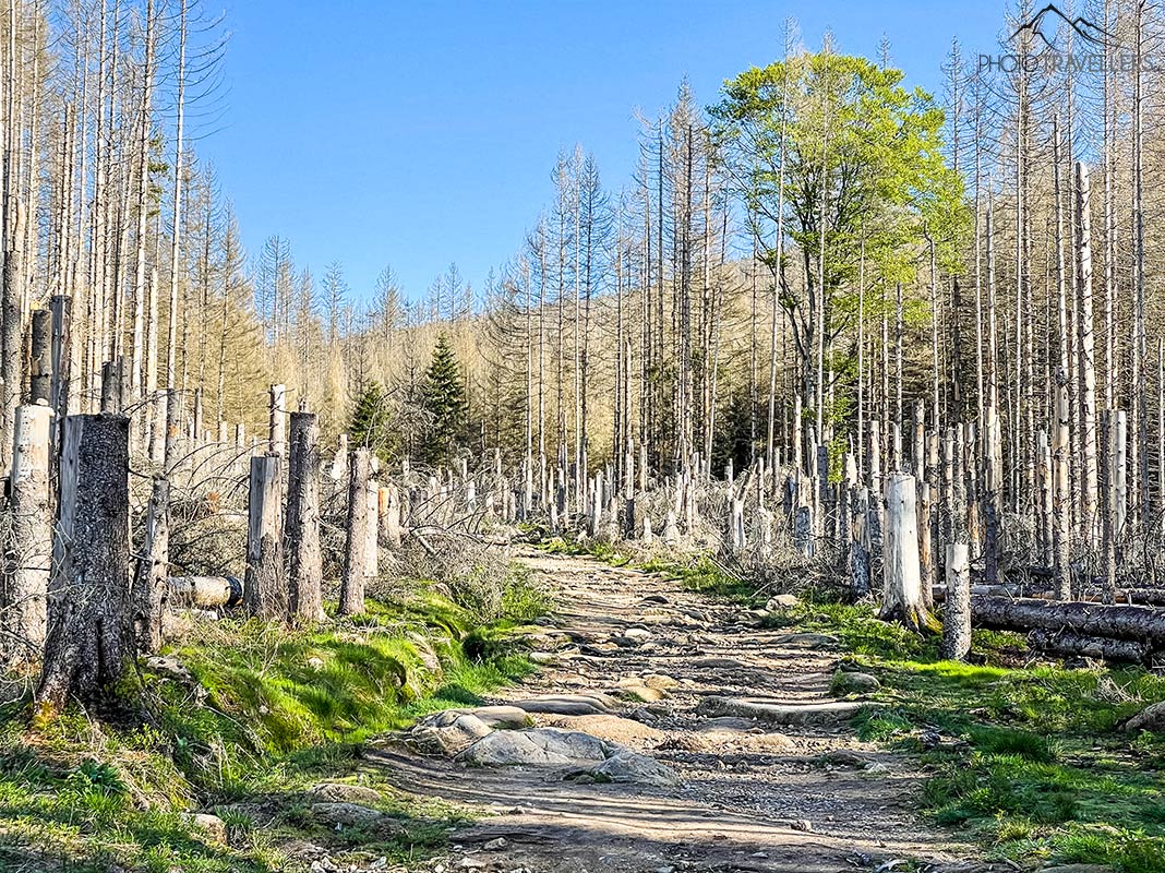 Der Wanderweg durchs Feuchtgebiet Eckerloch