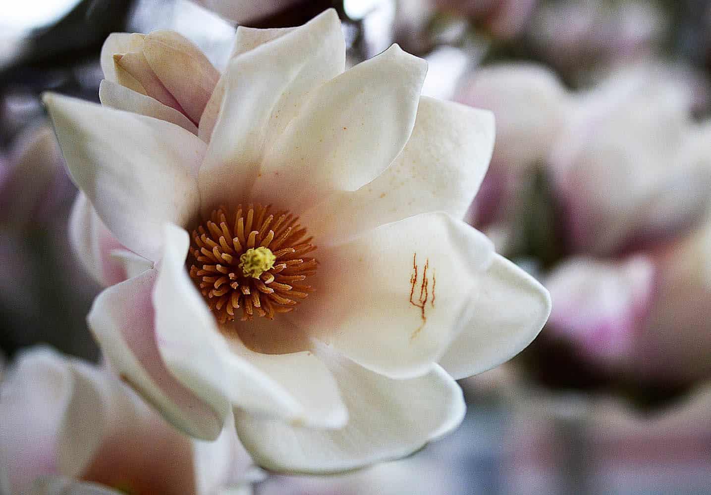 Magnolie im Botanischen Garten