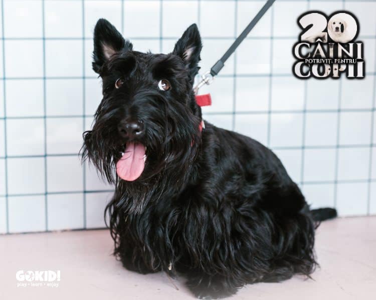 Terrier scotian caini pentru familii cu copii