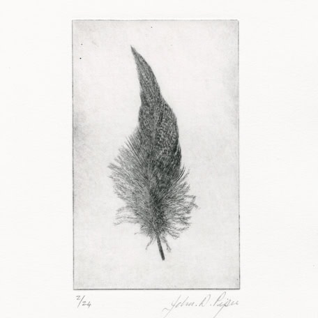C3155 Wigeon Feather I 2/24 – John Douglas Piper