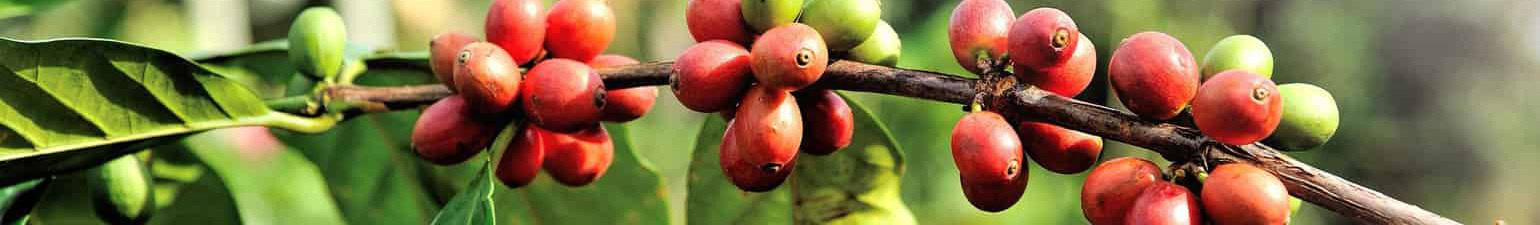 Bio und Fairtrade Espresso ese Pads