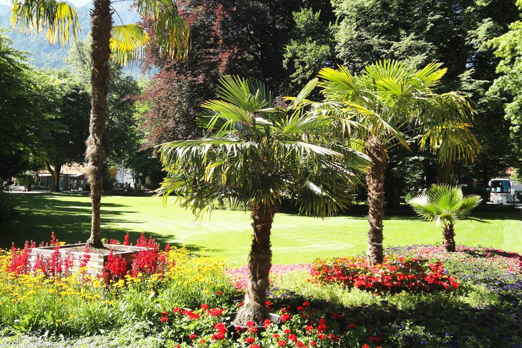 Palmen im Kurgarten von Bad Reichenhall