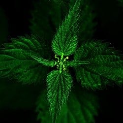 urzica nettle ortie ortica ortiga Nessel gokid legume ordonate alfabetic