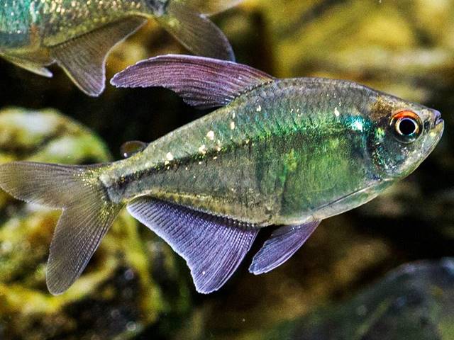 Brillantsalmler Moenkhausia pittieri