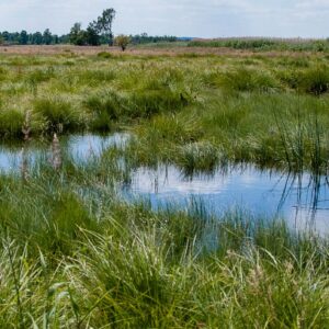 RAMSAR-Wanderausstellung zieht ins Schwäbische Donaumoos