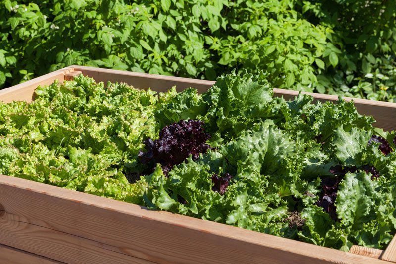 Einfaches Hochbeet bauen und richtig befüllen hochbeet-milieu