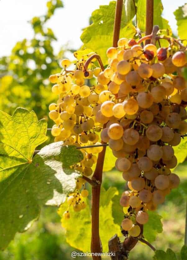 tajemnice win Tokaju