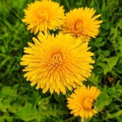 papadie dandelion pissenlit dente di leone diente de león Löwenzahn gokid legume ordonate alfabetic