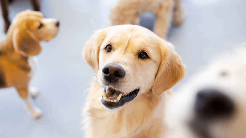 Dog obedience classes graphic