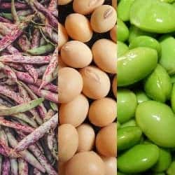 soia soy Soja gokid legume ordonate alfabetic