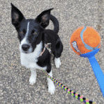 Puppy training in Bloomington