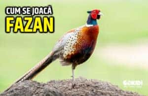 cum se joaca fazan cum se joaca fazan