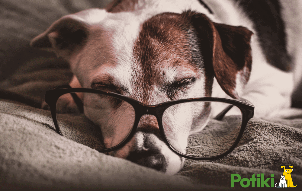 pet insurance for older dogs