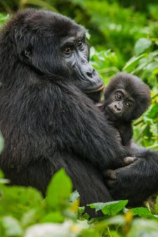 Congo, Democratic Republic (DRC), an Africa Country