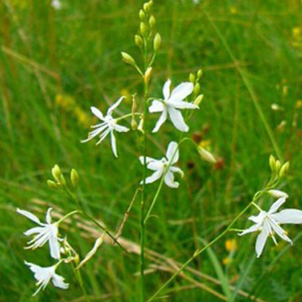 Anthericum ramosum / Ästige Graslilie