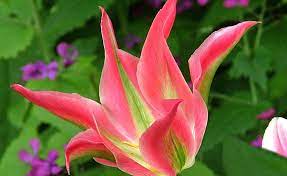 viridiflora tulips viridiflora tulip