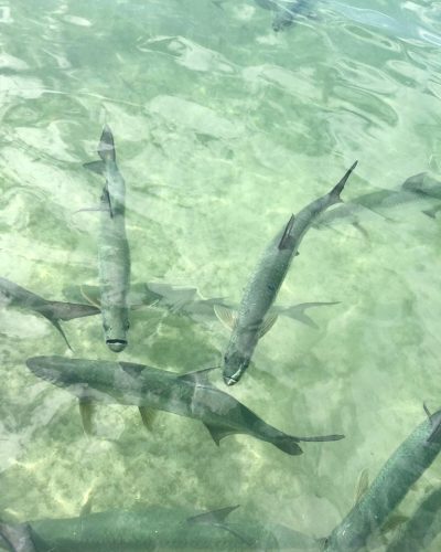 snorkeling tour ambergris caye belize