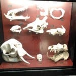 5-locuri-de-vizitat-in-Valencia-cu-copii-la-muzeul-de-stiinta 5-locuri-de-vizitat-in-Valencia-cu-copii-la-muzeul-de-stiinta