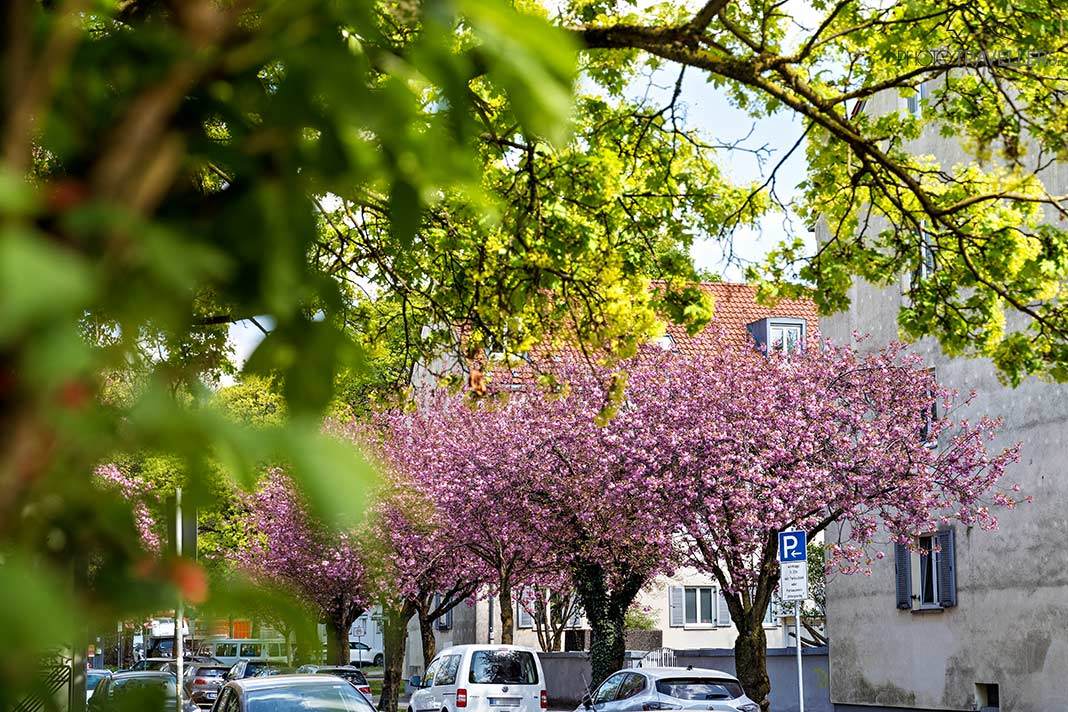 Rosa Kirschblüten in der Kleiststraße, München
