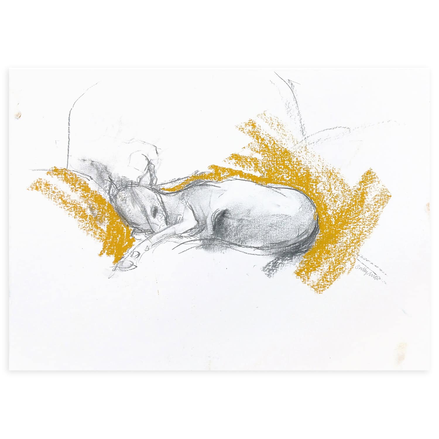 4722C Sleeping Hound on Yellow – Sally Muir