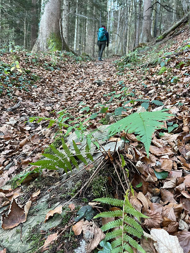 Biggi auf dem Wanderweg zum Rechelkopf