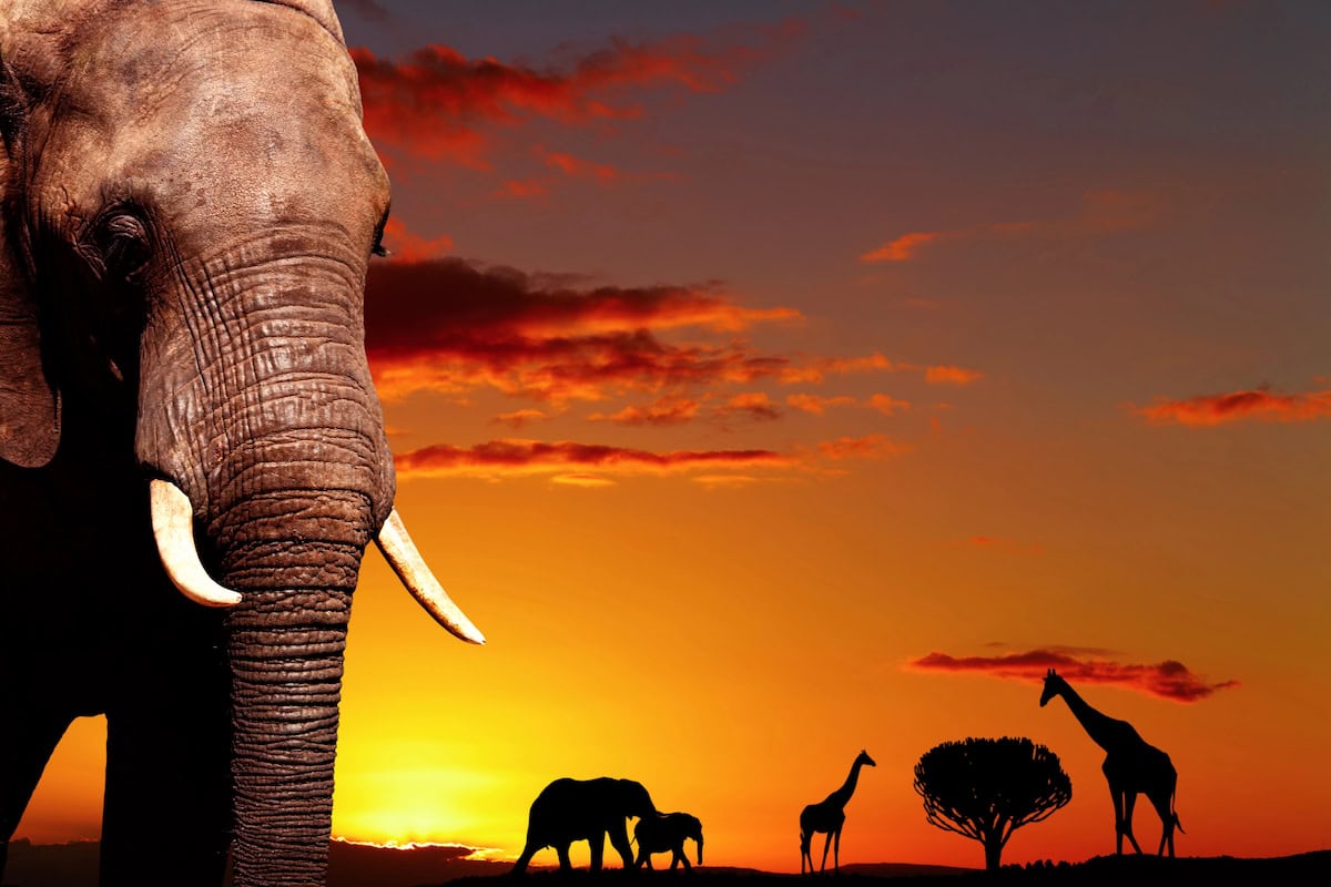 african safari