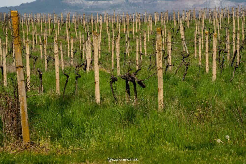 litomierzycki szlak winiarski