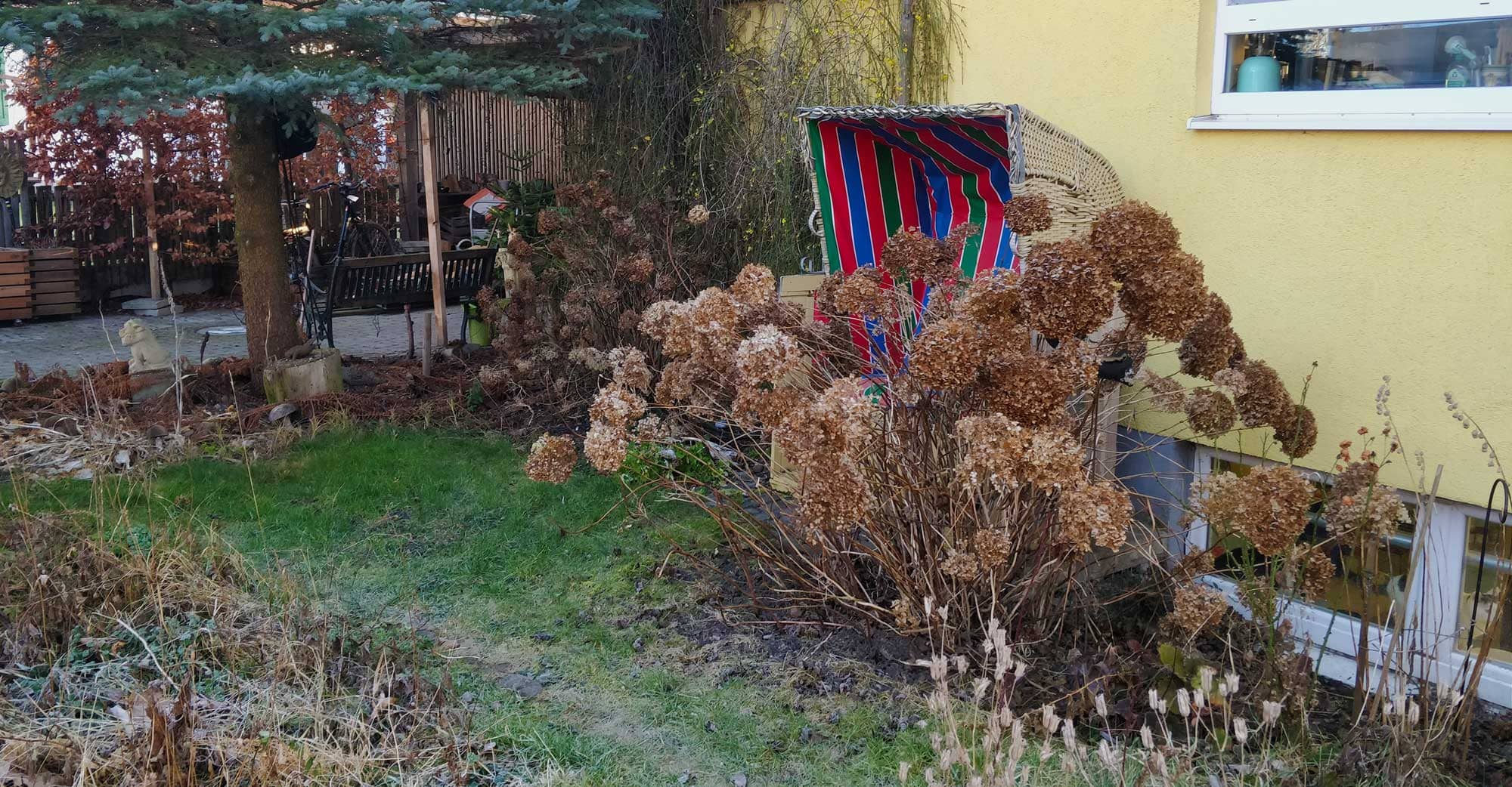 Strandkorb mit Schneeball Hortensie im Winter