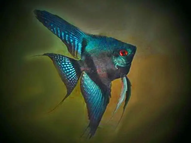Skalar Pinoi Blue Pterophyllum scalare
