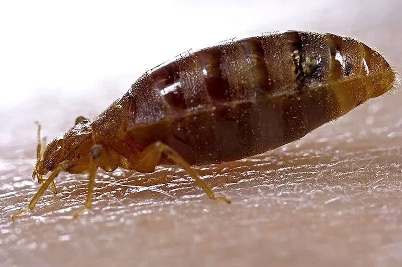 cum identifici o plosnita de pat - iata cum arata plosnita (cimex Lectularius)