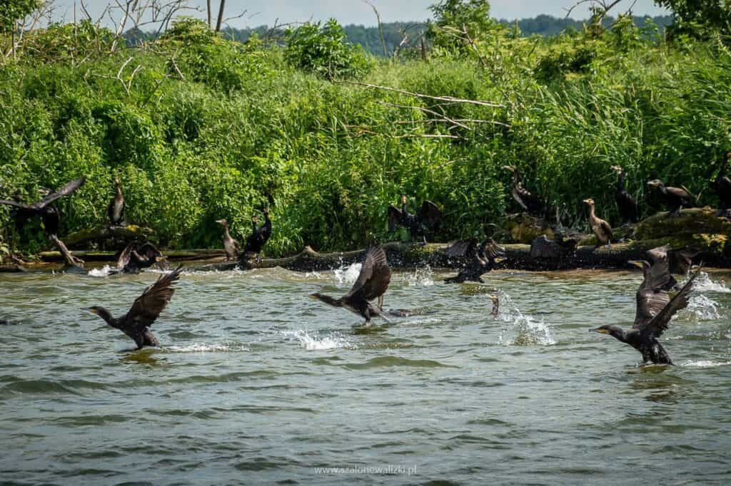 wyspa kormoranów