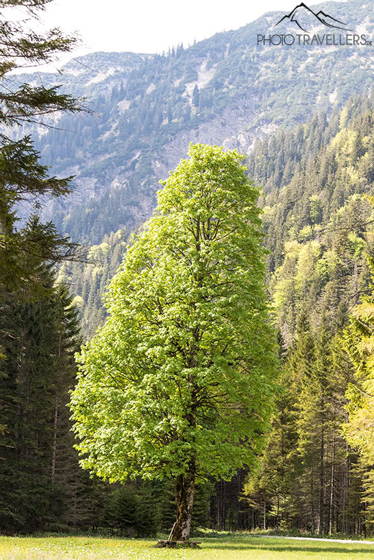 Grün leuchtender Baum im Wald
