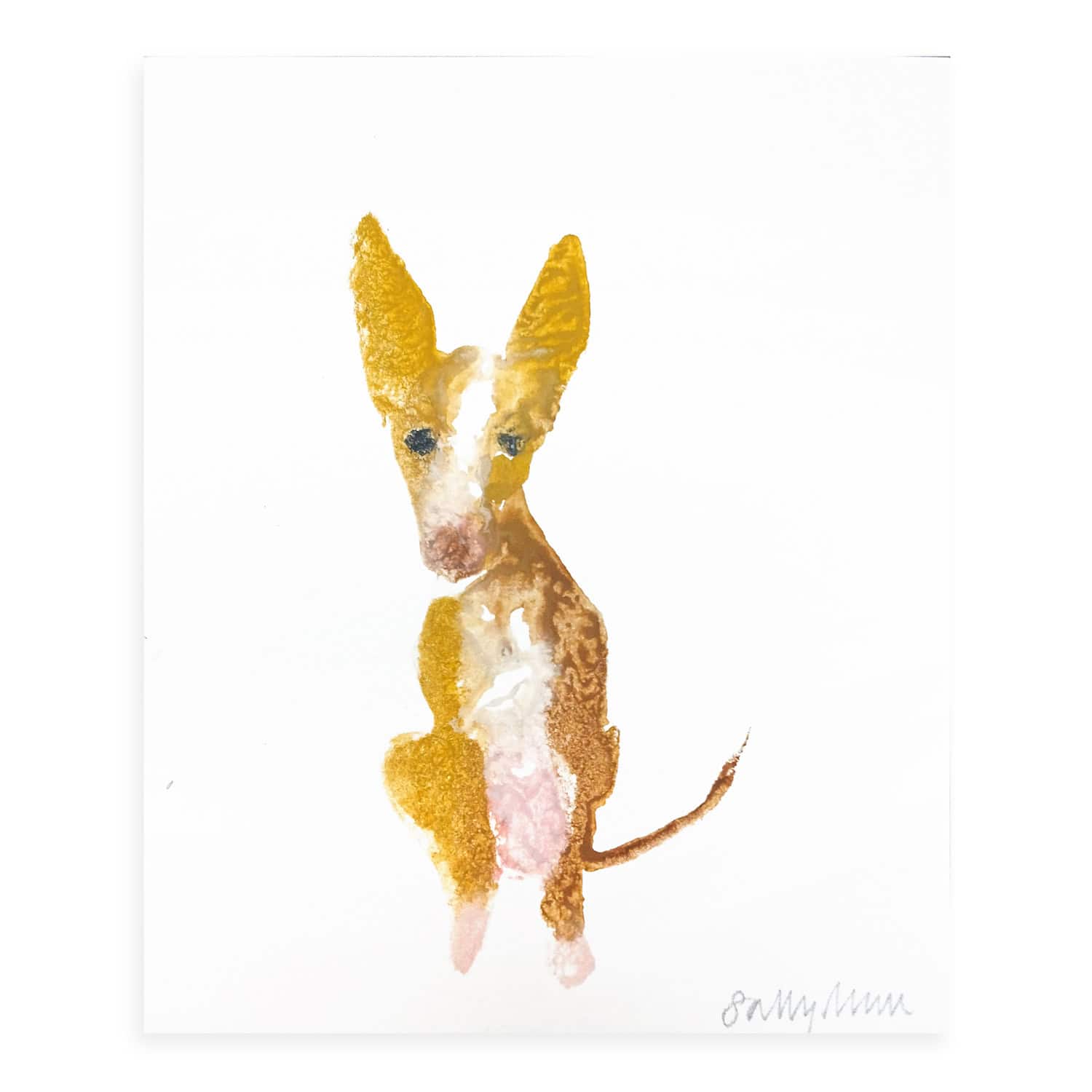 4707C Tan and White Dog with Big Ears – Sally Muir