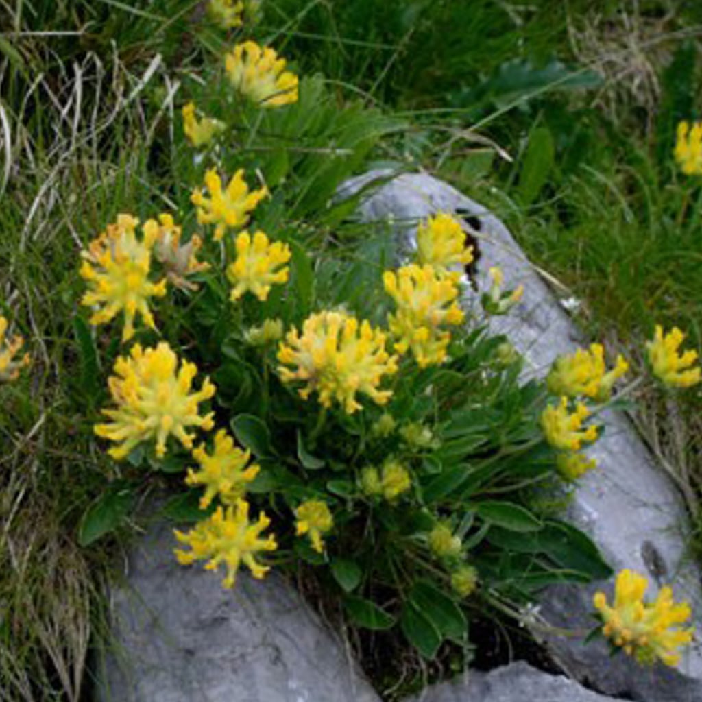 Anthyllis vulneraria / Wundklee