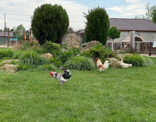 Ferma Animalelor gaini Locuri de Petreceri in Aer Liber pentru Copii langa Bucuresti