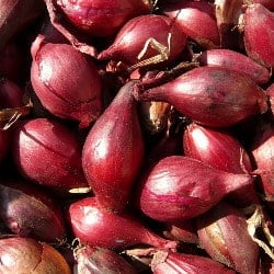hasma shallots échalotes scalogno chalotes Schalotten gokid legume ordonate alfabetic