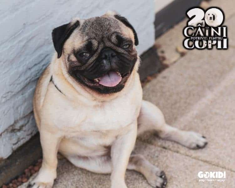 Mops Pug caini pentru familii cu copii