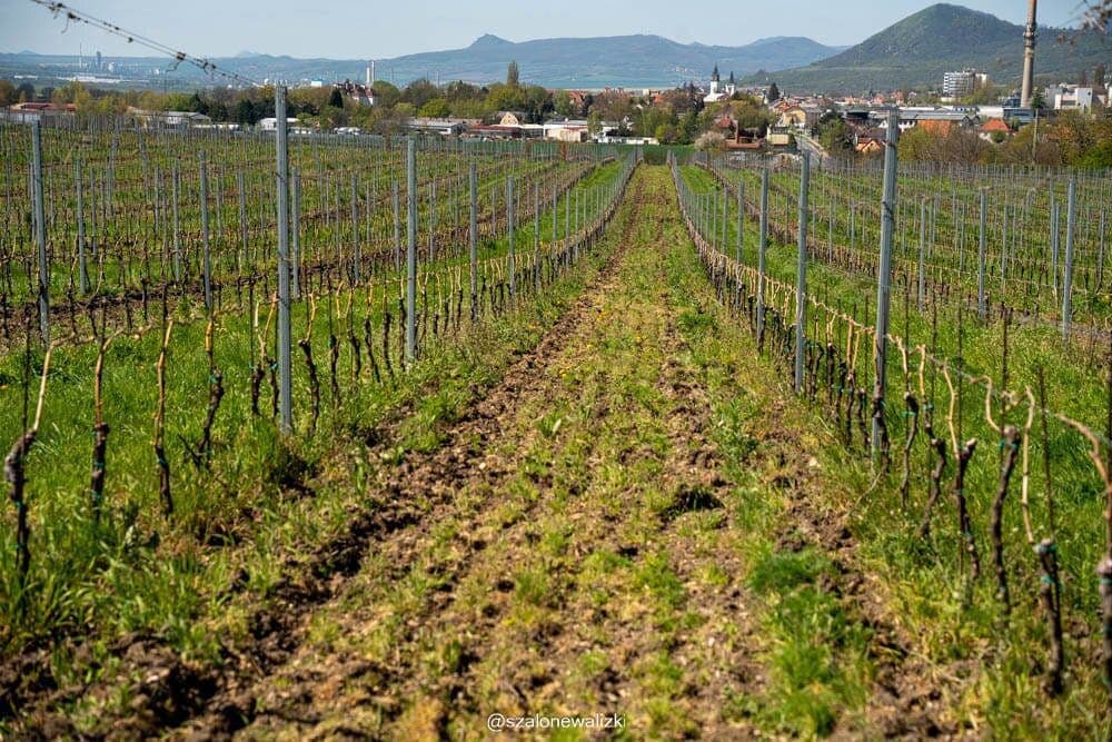 litomierzycki szlak winiarski