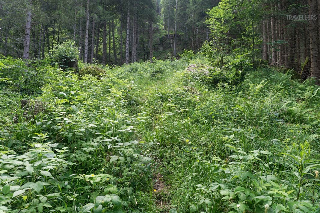 Ein völlig verwachsener Pfad im Wald
