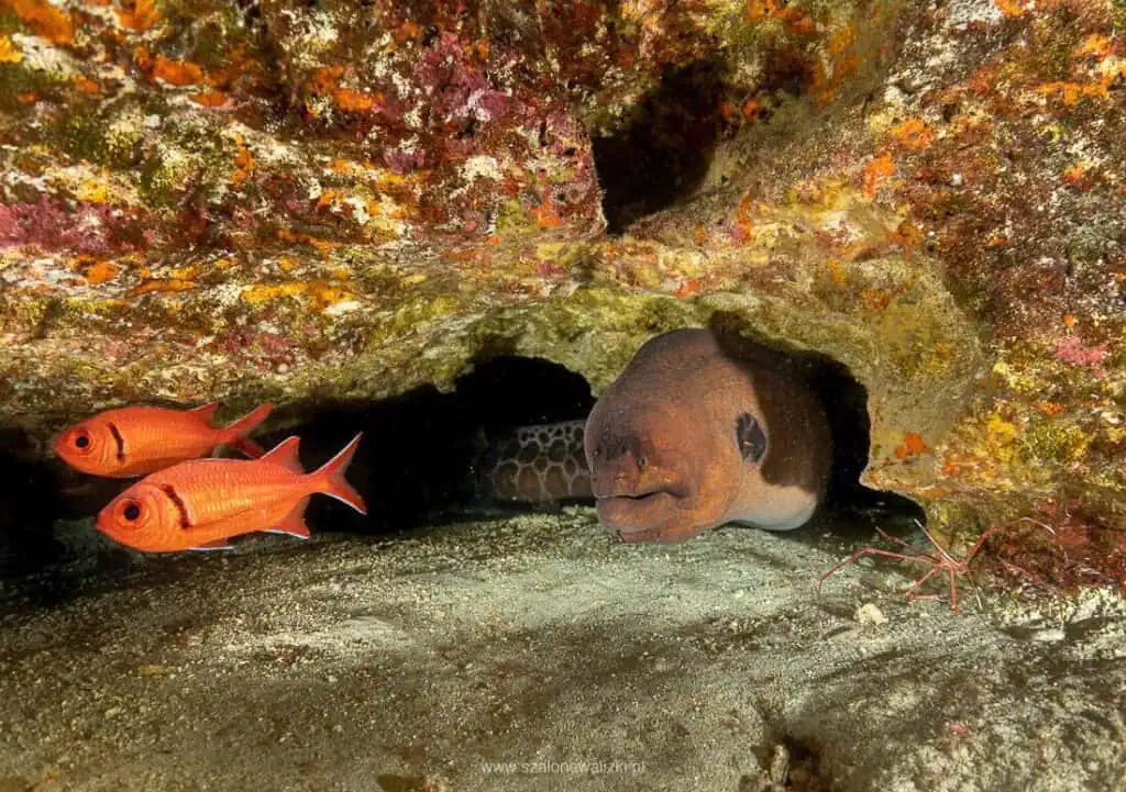 nurkowanie cabo verde