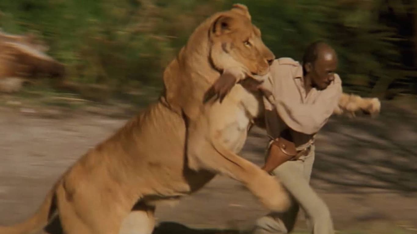 Almost 10% Of Men Believe They Can Beat A Lion (And Gorilla) In A Fist Fight