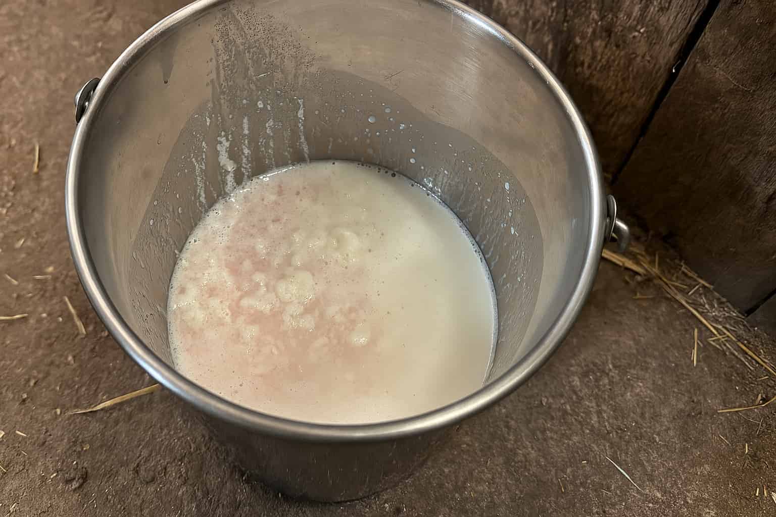 a stainless steel bucket with pink tinged chunky milk in it indicating mastitis