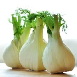 fenicul fennel fenouil finocchio hinojo Fenchel gokid legume ordonate alfabetic