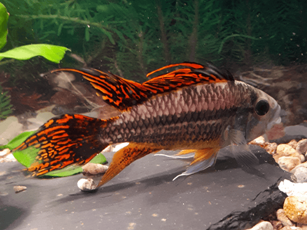 Kakaduzwergbuntbarsch doppelrot Apistogramma cacatuoides