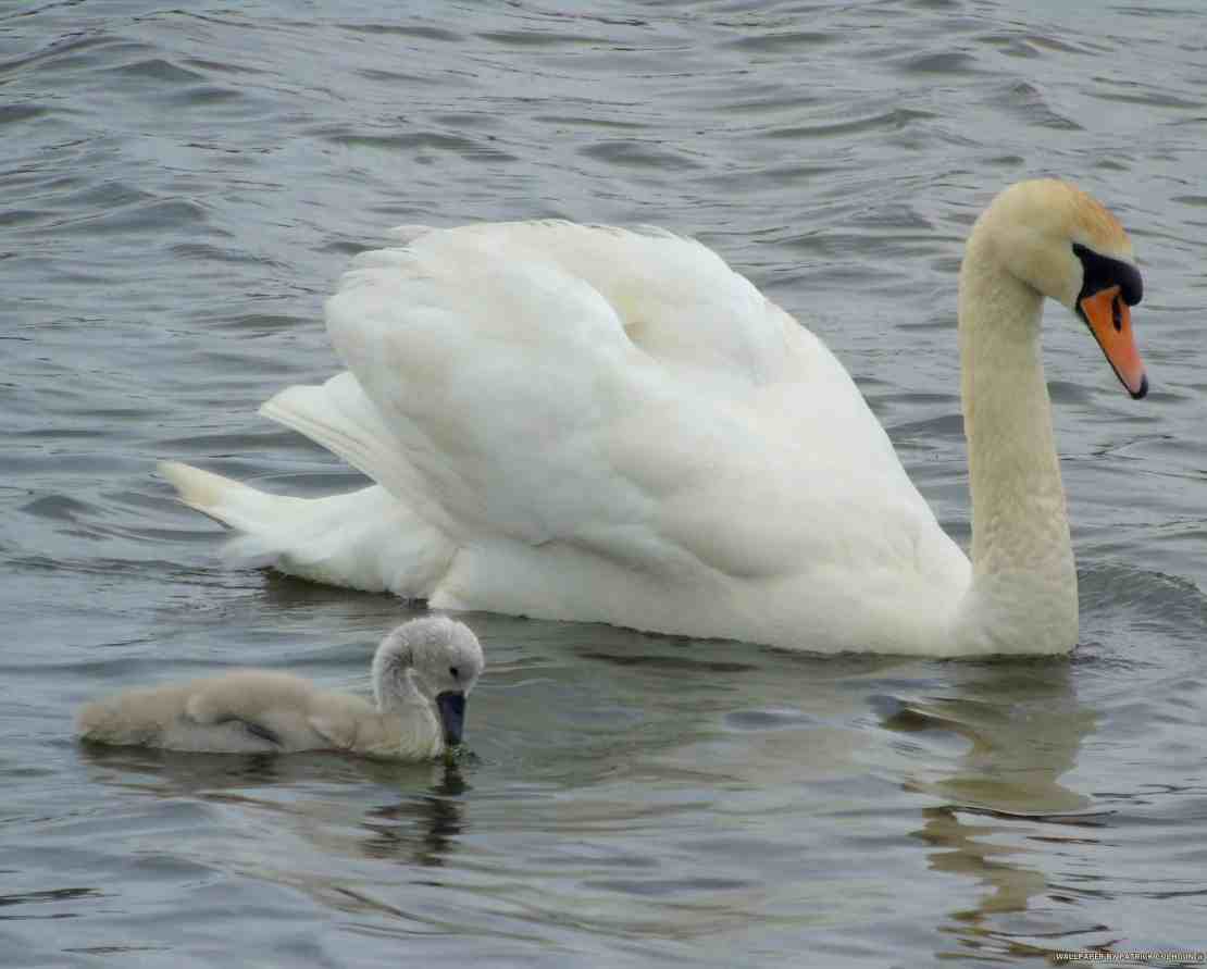 swan and cygnet